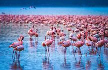 2 days Safari to Lake Nakuru / Hell's Gate Park with 4*4 vehicle