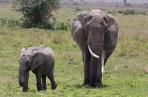 6 Days Serengeti Classic Safaris Odyssey in Tanzania