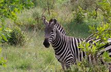 6 Days Serengeti Classic Safaris Odyssey in Tanzania