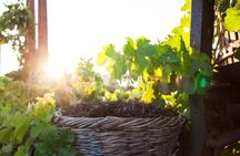 Santorini's "Wine Roads": Wine Tasting Tour at 3 Wineries