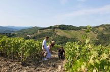  Cape Winelands Tour to Stellenbosch, Franschhoek and Paarl