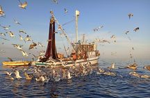 Private Sunrise Dolphins & Fishermen at Work boat tour in Rovinj
