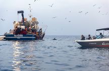 Sunrise Dolphins & Fishermen at Work speedboat tour in Rovinj