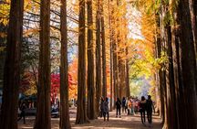 Nami, Rail Bike, The Alpaca Garden & Summer Light Festival