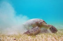 Akumal Turtles Snorkeling and GoPro pictures