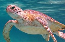 Akumal Turtles Snorkeling and GoPro pictures