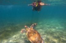Akumal Turtles Snorkeling and GoPro pictures