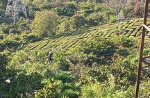 Flowers Route : Culinary Experiences, Charming Towns, Handicrafts
