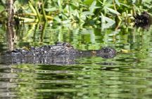 Small Group Scenic Wekiva River Kayak Tour near Orlando