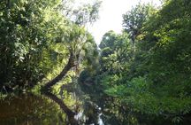 Small Group Scenic Wekiva River Kayak Tour near Orlando