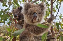 Port Lincoln Mikkira Station Wild Koala Safari Tour