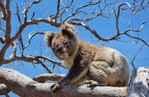 Port Lincoln Mikkira Station Wild Koala Safari Tour