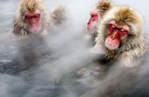 Snow monkeys from Tokyo: Full-Day Private trip with Local Guide