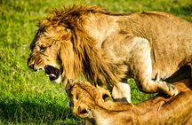 1 Day Tanzania Sharing Budget Group joining Tour to Ngorongoro
