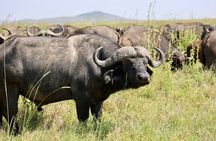 1 Day Tanzania Sharing Budget Group joining Tour to Ngorongoro