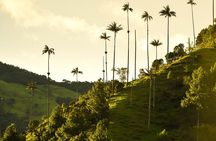 Filandia, Salento and Cocora Valley Tour