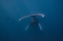 Whale and Dive Combo Tour in Los Cabos