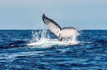 Whale and Dive Combo Tour in Los Cabos