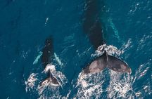 Whale and Dive Combo Tour in Los Cabos