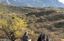 One Hour Guided Horseback Ride