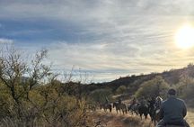 One Hour Guided Horseback Ride