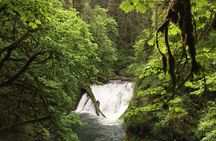 Silver Falls Waterfall Hiking Tour from Portland