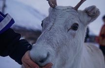 Reindeer Feeding and Sami Culture Afternoon Departure