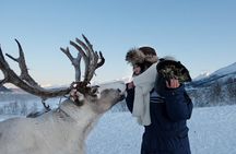 Reindeer Feeding and Sami Culture Afternoon Departure