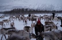 Reindeer Sledding and Feeding with Sami Culture