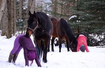 Yoga with Horses