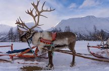 Reindeer Sledding and Feeding with Sami Culture