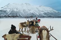 Reindeer Sledding and Feeding with Sami Culture