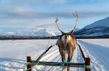 Reindeer Sledding and Feeding with Sami Culture