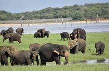 Private Jeep Safari at Minneriya National Park - Half Day Tour