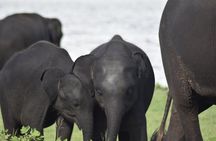 Private Jeep Safari at Minneriya National Park - Half Day Tour