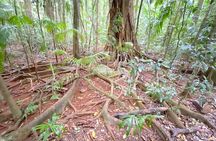Glass House Mountains Tour with Lunch, Lookouts, and Nature Walks
