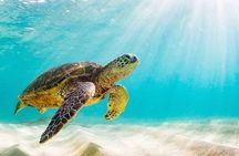  Swim with the Pigs Safari in Bahamas (2hrs)
