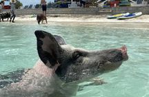  Swim with the Pigs Safari in Bahamas (2hrs)