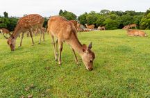 Full Day Guided Tour to Kyoto and Nara from Osaka by Van