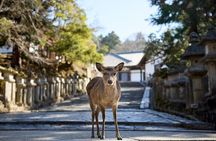 Full Day Guided Tour to Kyoto and Nara from Osaka by Van