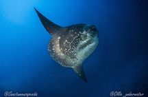 Try Scuba Diving for Beginners with manta rays (Non - Certified)