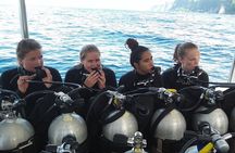 Try Scuba Diving for Beginners with manta rays (Non - Certified)