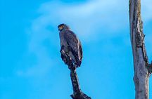 Udawalawa National Park Private Safari Tours