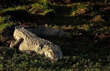 Udawalawa National Park Private Safari Tours