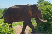 Udawalawa National Park Private Safari Tours