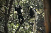 Day Tour to Karura Forest Nature Trail
