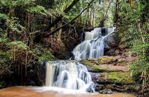 Day Tour to Karura Forest Nature Trail