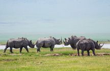 Affordable 1 Day Tanzania Budget Group Join Safari to Tarangire
