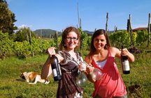 Guided Wine Tasting Experience in a Roman Vineyard