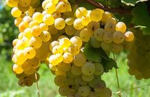 Guided Wine Tasting Experience in a Roman Vineyard